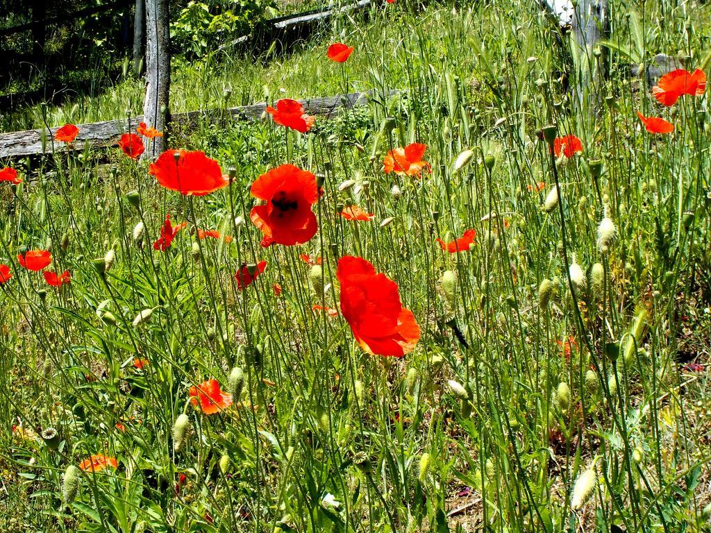 Cascina Ciosse B&B Grognardo ภายนอก รูปภาพ